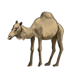 drawing sketch of animal, hand drawn camel , isolated nature design element