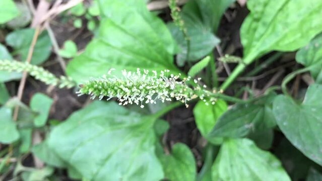 Plantago, plantains, fleaworts