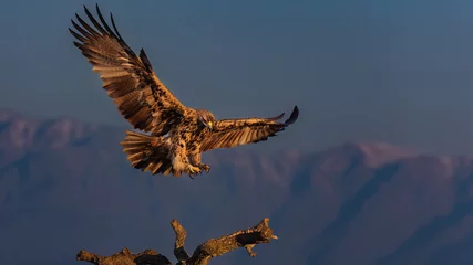  hot landing by imperial eagle © Ruzdi