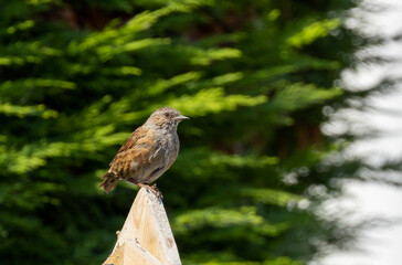 Dunnock bird 