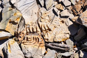 Namibia: Mesosaurus scelett discovery at Spitzkoppe Farm near Keetmanshoop in the Region Karas.