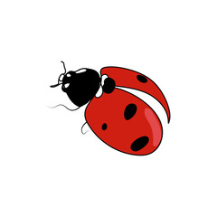 Red ladybug or ladybird. Line art vector illustration.