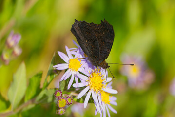 European peacock butterfly (Aglais io) with closed wings sitting on Spanish Daisy in Zurich, Switzerland
