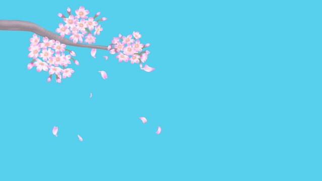 桜の花びらが舞い落ちる動画