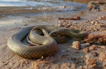 The dice snake (Natrix tessellata), a water snake basks in the sun on the sandy shore of a lake