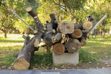 firewood in the garden