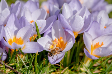 Bien krabbelt aus Krokus Blüte