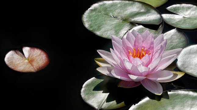 Seerose im Gegenlicht