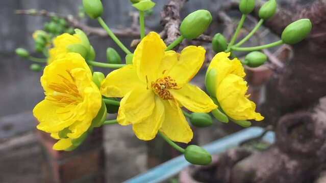 Ochna integerrima, popularly called yellow Mai flower on Viet Nam, South East Asia