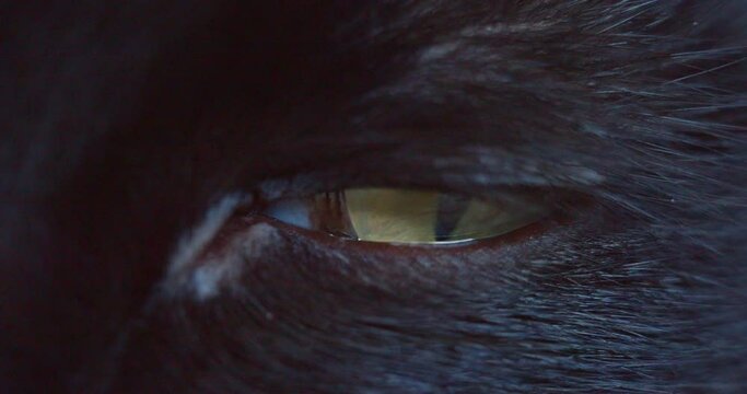 Black cat eye looking at camera.