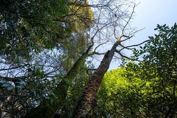 Fototapeta premium 金比羅山の風景