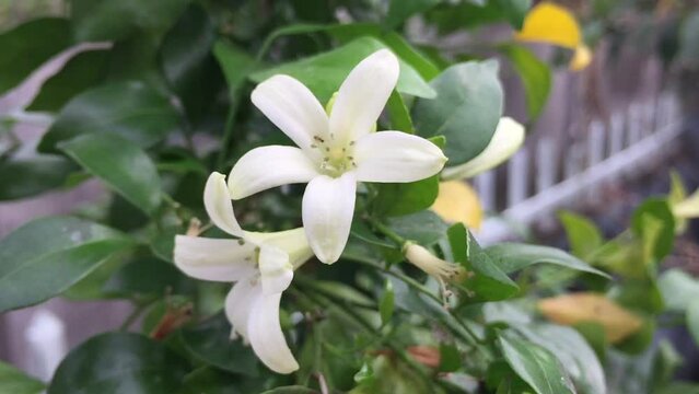 Murraya paniculata, orange jasmine, orange jessamine, china box, mock orange