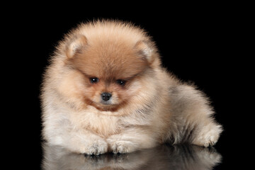 Cute little Pomeranian puppy on a black background. Red fluffy puppy