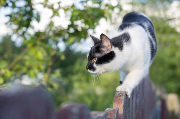 Black and white cat walks along the fence and hunts for birds