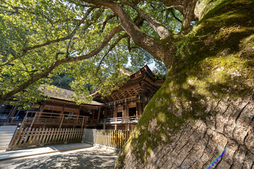 金比羅山の風景