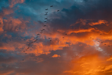 birds