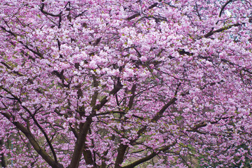 spring tree wild cherry tree in blossom full frame taken from above up 
