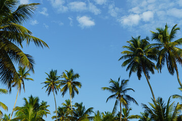 Fototapeta na wymiar Tropical landscape with palm trees and blue sky with clouds