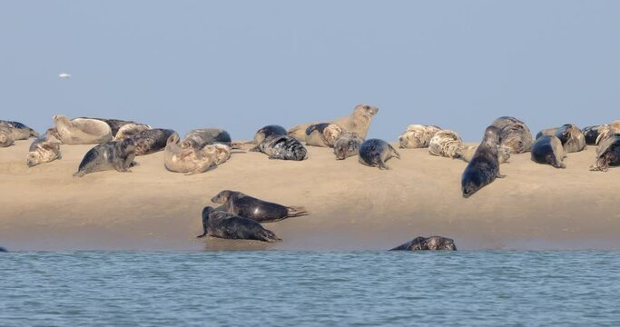 Group of gray seals on a sandbank, France, Opal coast