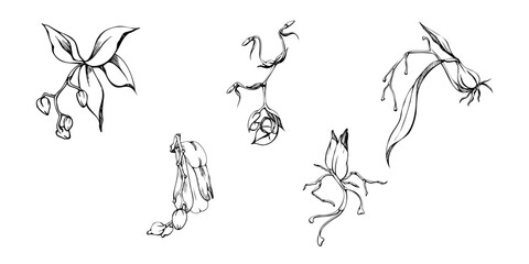 Naklejka premium Hand drawn vector ink orchid flowers and branches, monochrome, detailed outline. Single flowers, leaves, stems. Isolated on white background. Design for wall art, wedding, print, tattoo, cover, card.