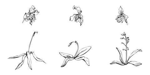 Hand drawn vector ink orchid flowers and branches, monochrome, detailed outline. Single flowers, leaves, stems. Isolated on white background. Design for wall art, wedding, print, tattoo, cover, card.