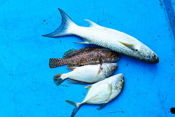  Raw fish lie on the table at the market