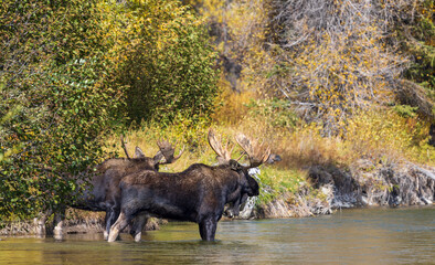 Pair of Bull Moose During the Rut in Wyoming in Autumn
