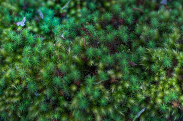 green moss background