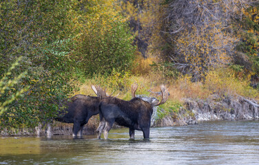 Obraz na płótnie Canvas Pair of Bull Moose During the Rut in Wyoming in Autumn