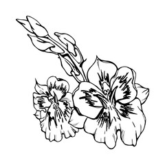 Obraz premium Hand drawn vector ink orchid flowers, stems, leaves, monochrome, detailed outline. Composition with branches. Isolated on white background. Design for wall art, wedding, print, tattoo, cover, card.