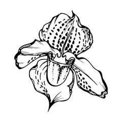 Hand drawn vector ink orchid, monochrome, detailed outline. Close-up drawing of single venus slipper flower. Isolated on white background. Design for wall art, wedding, print, tattoo, cover, card.
