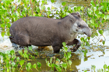 Tapir in the water. South American tapie Tapirus terrestris , also called the Brazilian tapir or lowland tapir, wading in the water in the North Pantanal in Brazil