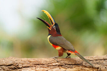 Chestnut-eared aracari (Pteroglossus castanotis) eating in the Pantanal region of Brazil