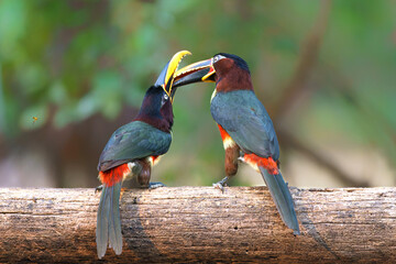 Chestnut-eared aracari (Pteroglossus castanotis) feeding a young bird in the Pantanal region of Brazil