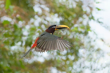 Chestnut-eared aracari (Pteroglossus castanotis) flying in the Pantanal region of Brazil
