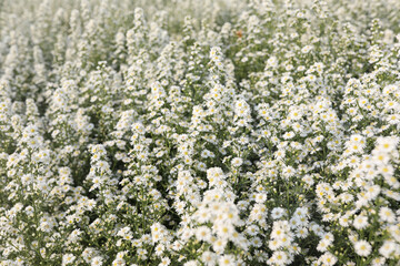 Obraz premium Fresh White Cutter Flower field