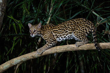 Ocelot (Leopardus pardalis) searching for food in the night in the forest of the North Pantanal in Brazil