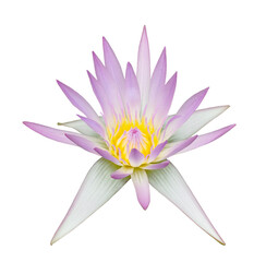 Purple waterlily flower on transparent background