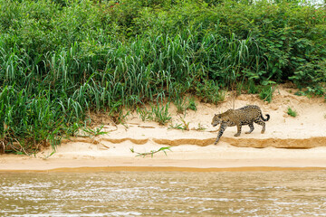 Jaguar (Panthera onca) hunting in the Northern Pantanal in Mata Grosso in Brazil