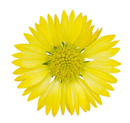 Yellow sunflower on transparent background.