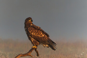 White tailed eagles (Haliaeetus albicilla) searching for food in the early morning on a field in the forest in Poland. 