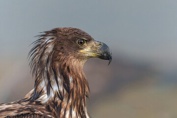 White tailed eagles (Haliaeetus albicilla) searching for food in the early morning on a field in the forest in Poland. 