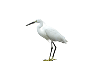 White egret on transparent background