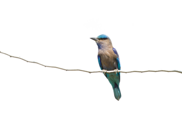 Blue kingfisher bird on transparent background.