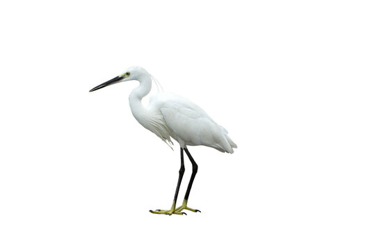 White egret on transparent background