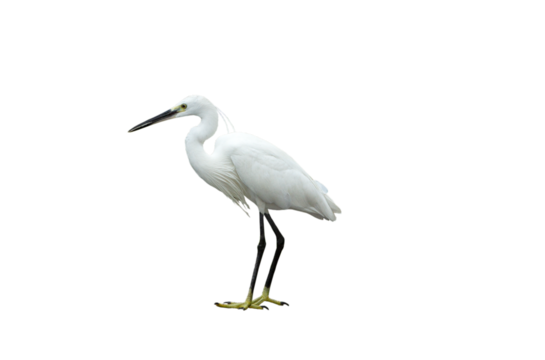 White egret on transparent background