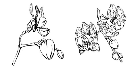 Hand drawn vector ink orchid flowers, stems, leaves, monochrome, detailed outline. Composition with branches. Isolated on white background. Design for wall art, wedding, print, tattoo, cover, card.