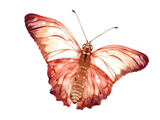 Butterfly watercolor illustration