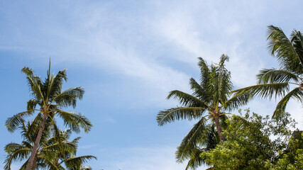 Obraz na płótnie Canvas coconut palms on the sandy seashore, sunny day, paradise islands