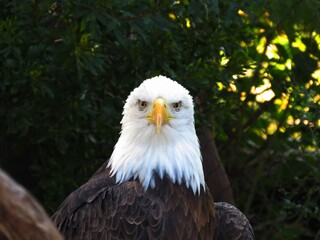 Head on close up of a bald eagle.